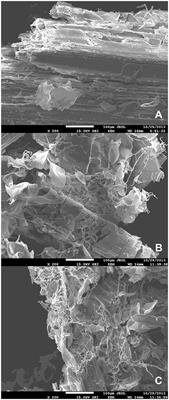 Analysis of the Transcriptome in Aspergillus tamarii During Enzymatic Degradation of Sugarcane Bagasse